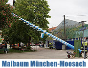 Maibaum aufstellen 2014 in Mpnchen Moosach (©Foto: Martin Schmitz)
